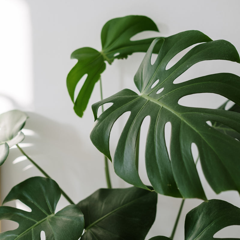 Why we Revamped